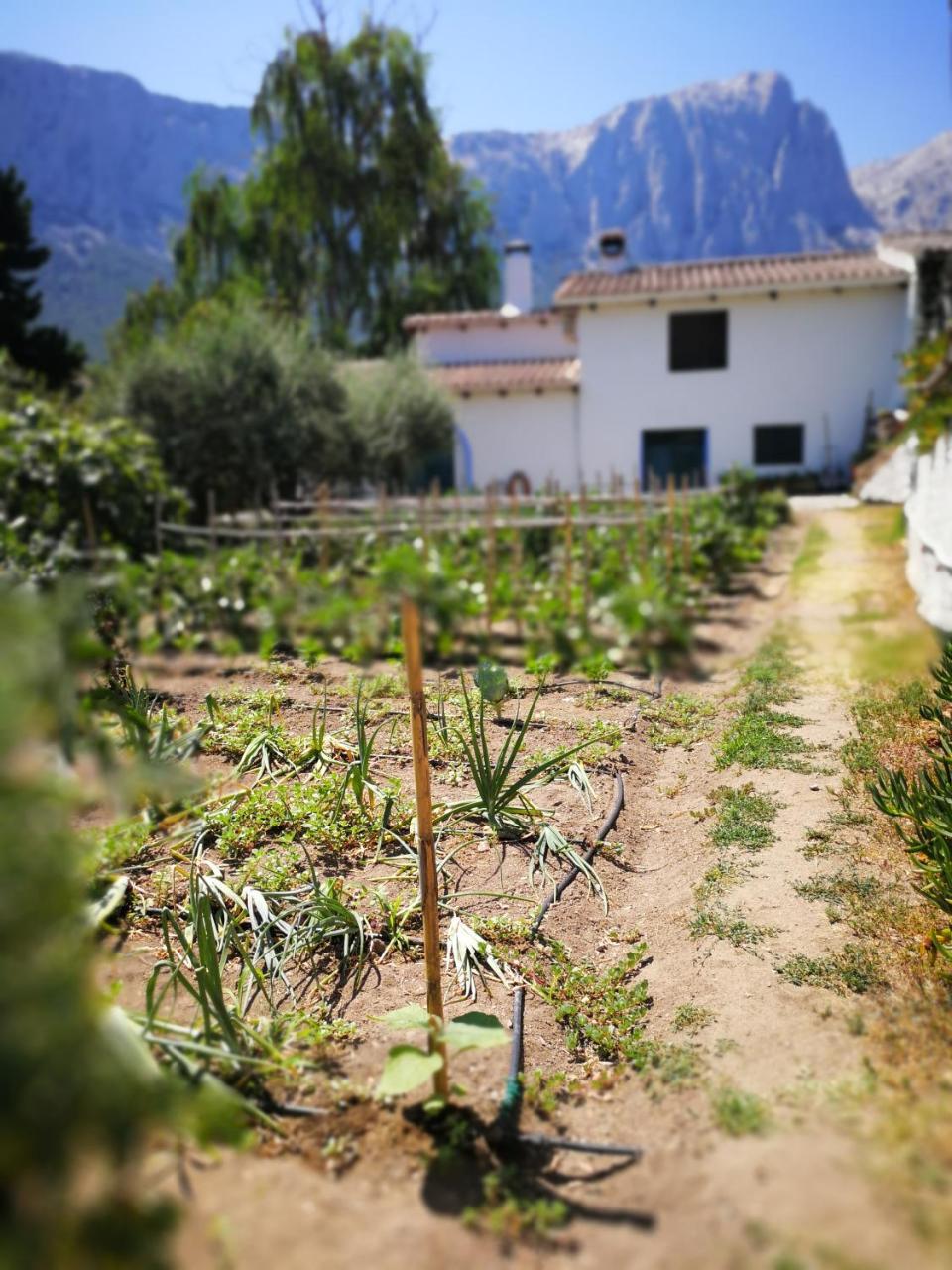 Agriturismo Guthiddai โอเลียนา ภายนอก รูปภาพ